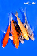 PACK OF (5) 3-4" MIXED STANDARD KOI