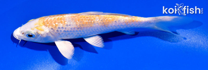 5" GINRIN LEMON HARIWAKE