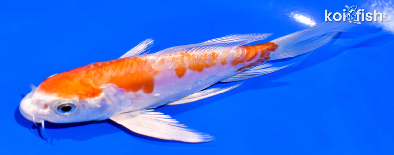 5.25" GINRIN KIKUSUI BUTTERFLY