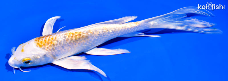 6.75" GINRIN LEMON HARIWAKE BUTTERFLY