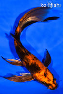 7" KIN HI UTSURI BUTTERFLY