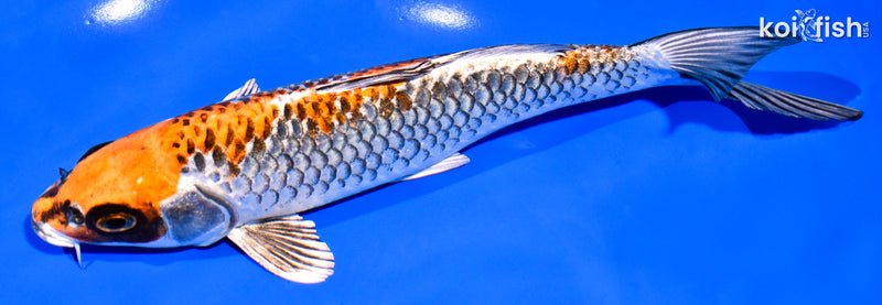 8" BENI GINGA