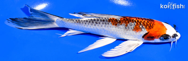 7.25" KUJAKU BUTTERFLY