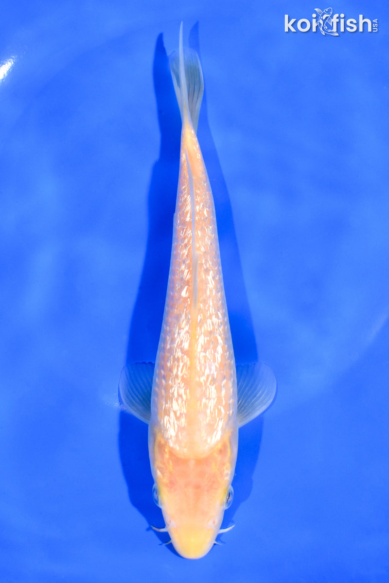 7.25" GINRIN KIGOI