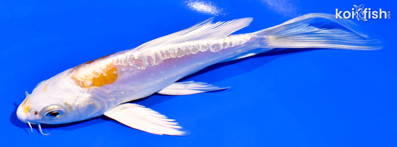 6" GINRIN KIKUSUI BUTTERFLY