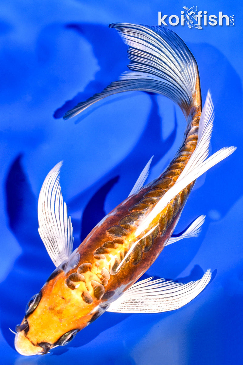 7.75" KIN KIKOKURYU BUTTERFLY