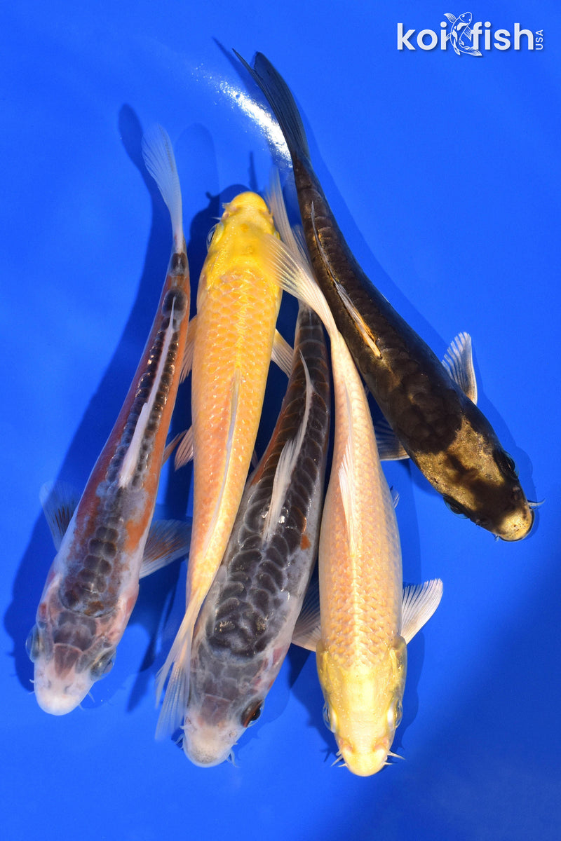 PACK OF (5) 4-5" STANDARD KOI