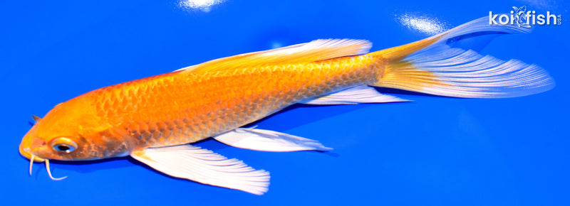 7.75" ORENJI OGON BUTTERFLY