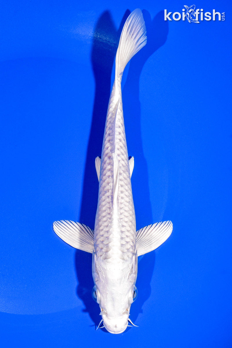 8.25" PLATINUM OGON