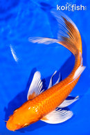 7.25" ORENJI OGON BUTTERFLY