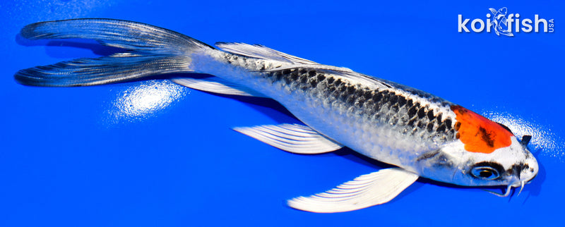 6.25" TANCHO KUJAKU