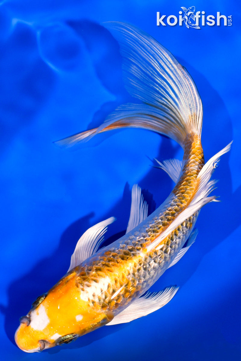 6.75" GINRIN KUJAKU BUTTERFLY