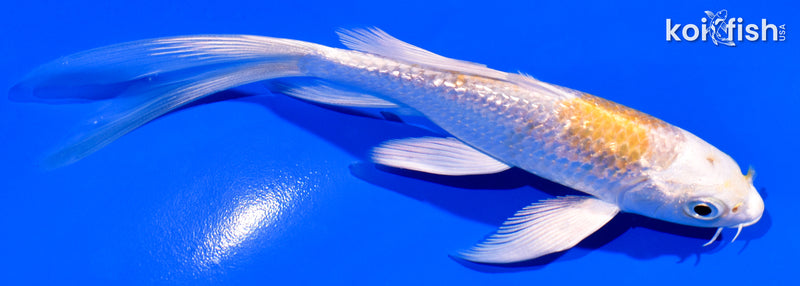 5.5" GINRIN LEMON HARIWAKE BUTTERFLY