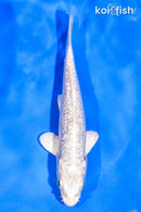 5.5" GINRIN PLATINUM OGON