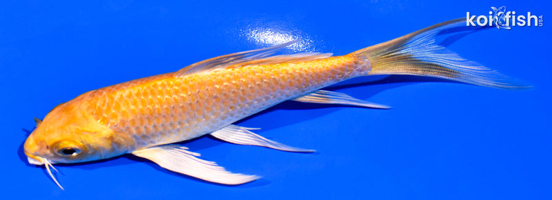 5.5" GINRIN YAMABUKI OGON BUTTERFLY