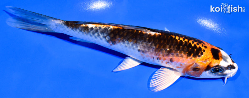 7.25" KUJAKU