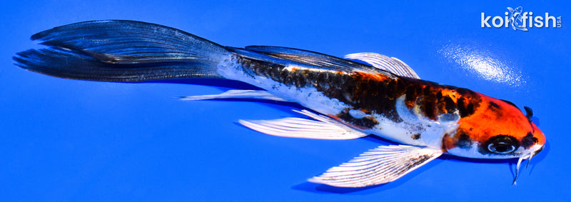 6" BENI KIKOKURYU BUTTERFLY