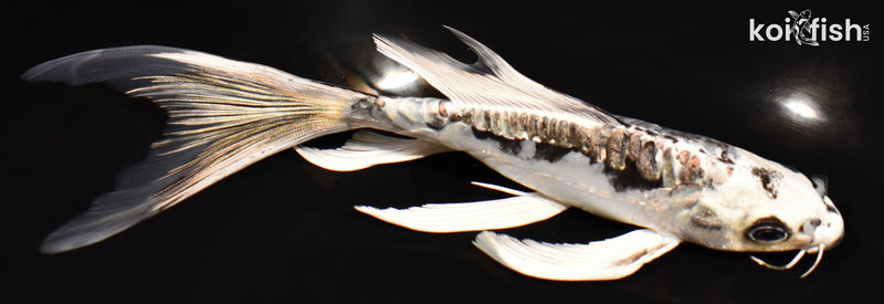 7.25" GINRIN KIKOKURYU BUTTERFLY