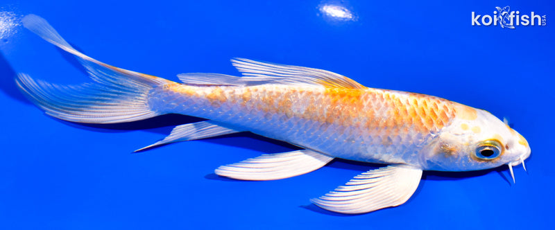 6.25" HARIWAKE BUTTERFLY
