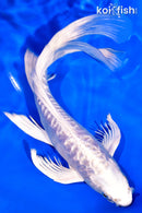 7.75" DOITSU PLATINUM OGON BUTTERFLY