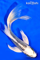 6.75" GIN MATSUBA BUTTERFLY