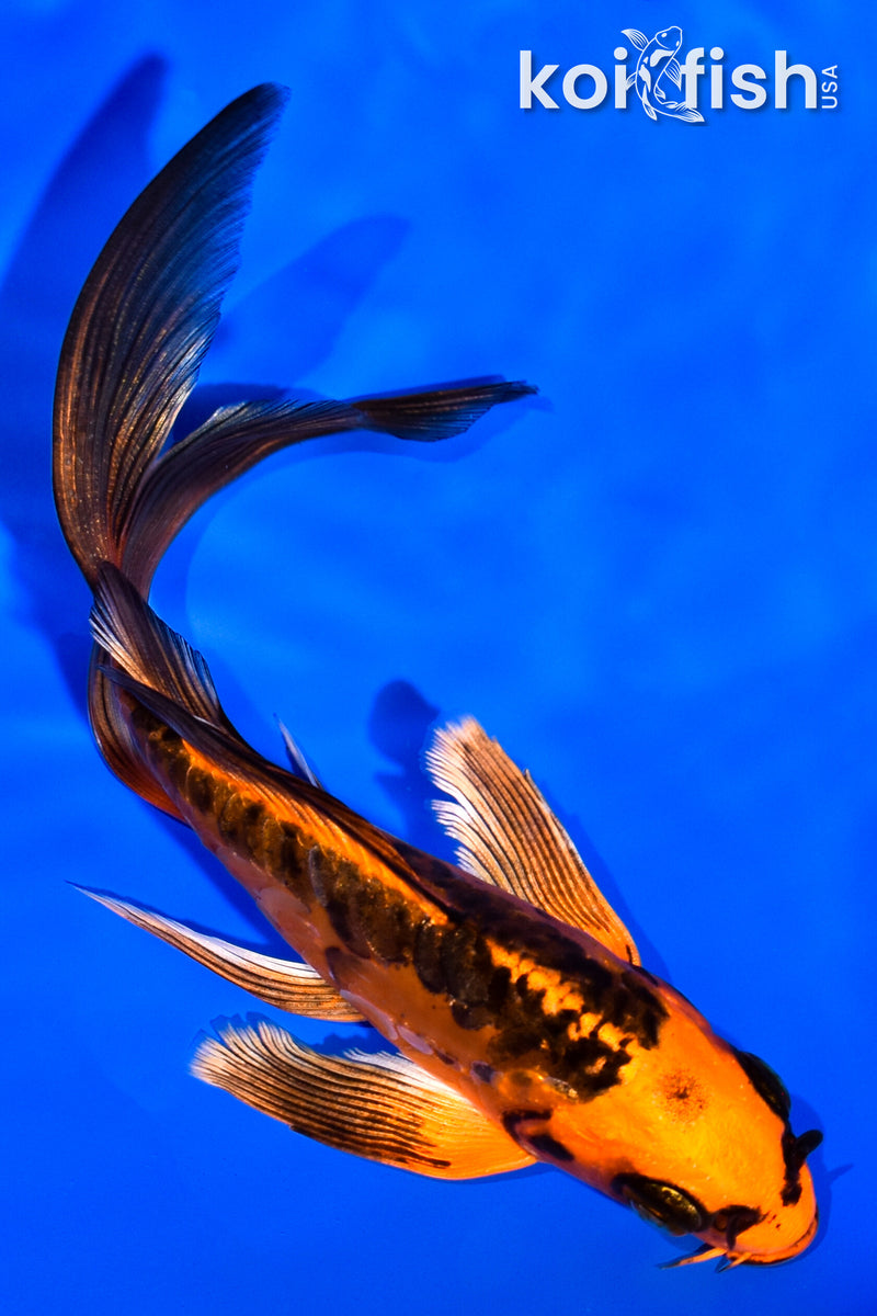 5.5" DOITSU ORENJI MATSUBA BUTTERFLY