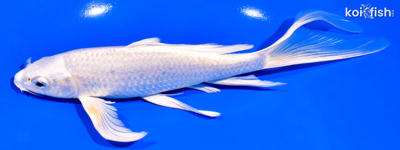 8.25" PLATINUM OGON BUTTERFLY