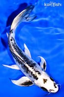 7.75" KIKOKURYU BUTTERFLY