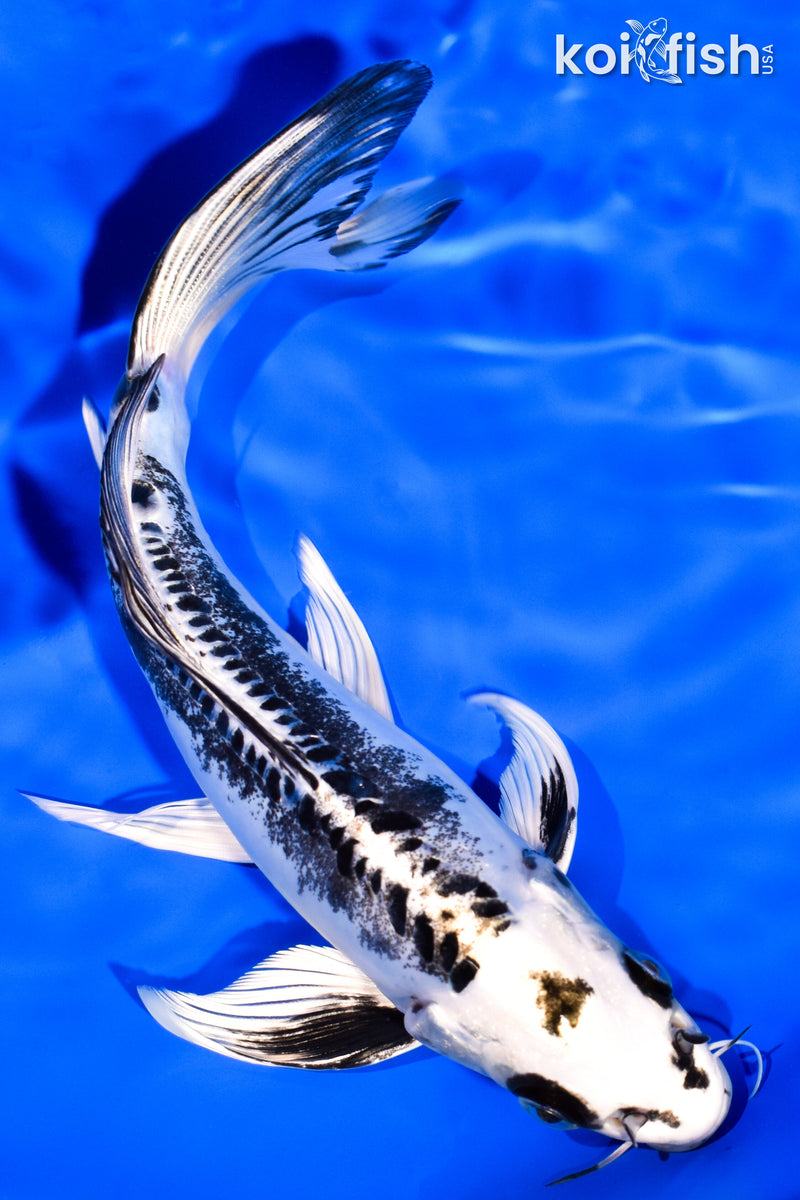 7.75" KIKOKURYU BUTTERFLY