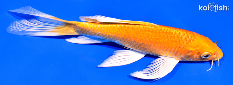 7.75" ORENJI OGON BUTTERFLY