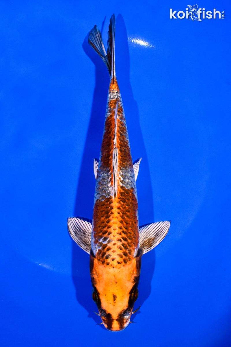 8" BENI GINGA