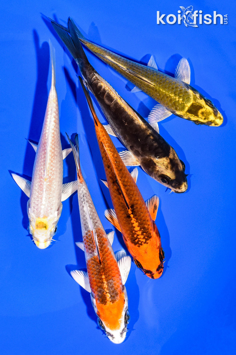 PACK OF (5) 4-5" STANDARD KOI