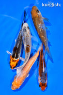 PACK OF (5) 3-4" STANDARD KOI