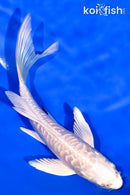 5.5" ARAGOKE PLATINUM OGON BUTTERFLY