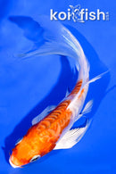 5" ARAGOKE HEISEI NISHIKI BUTTERFLY