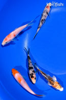PACK OF (5) 4-4.5" STANDARD KOI