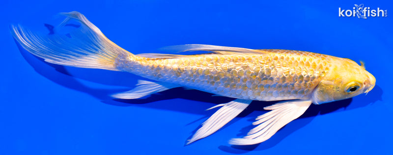 7.25" GINRIN HARIWAKE BUTTERFLY