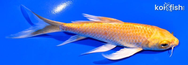 5.5" GINRIN YAMABUKI OGON BUTTERFLY