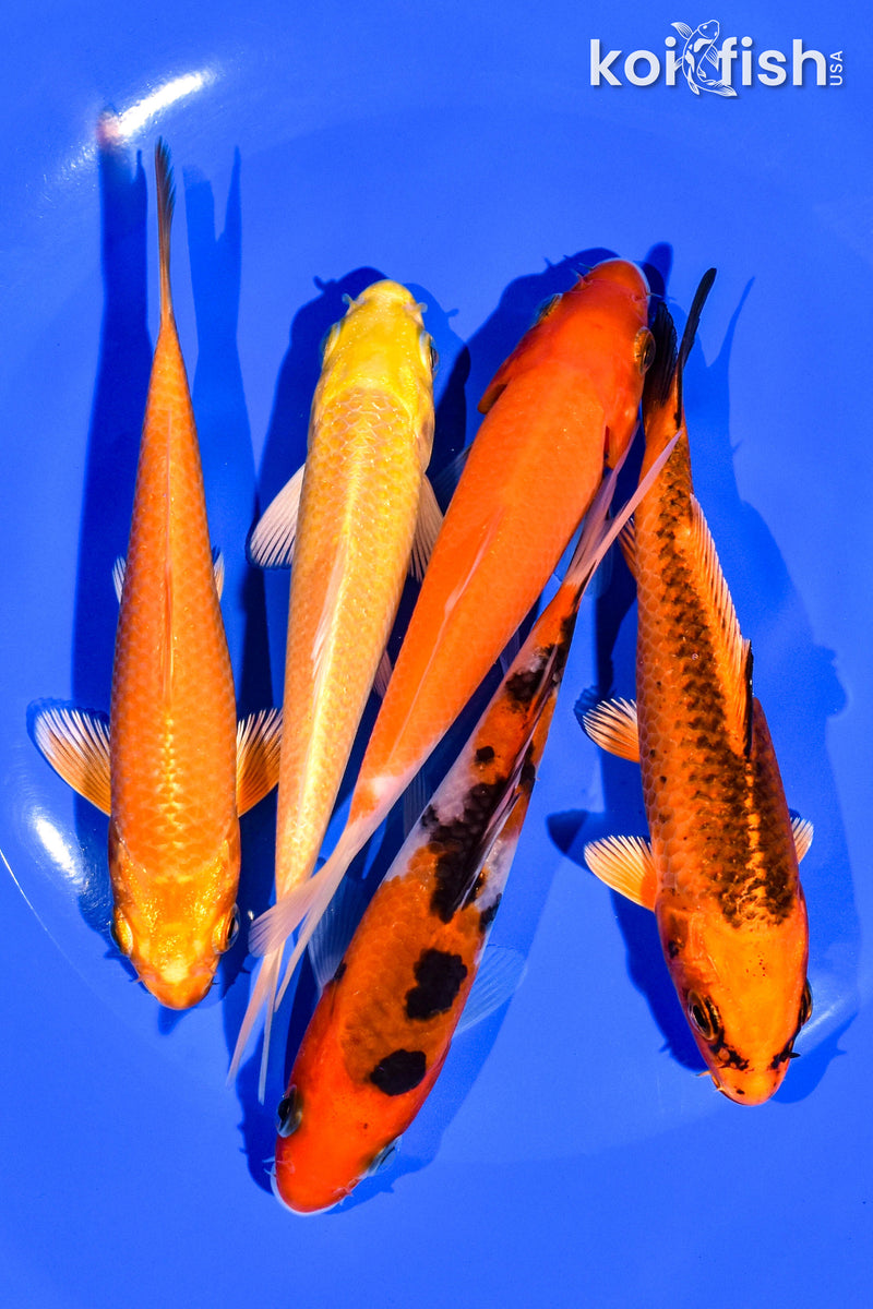 PACK OF (5) 4-5" STANDARD KOI