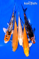 PACK OF (5) 3-4" MIXED STANDARD KOI