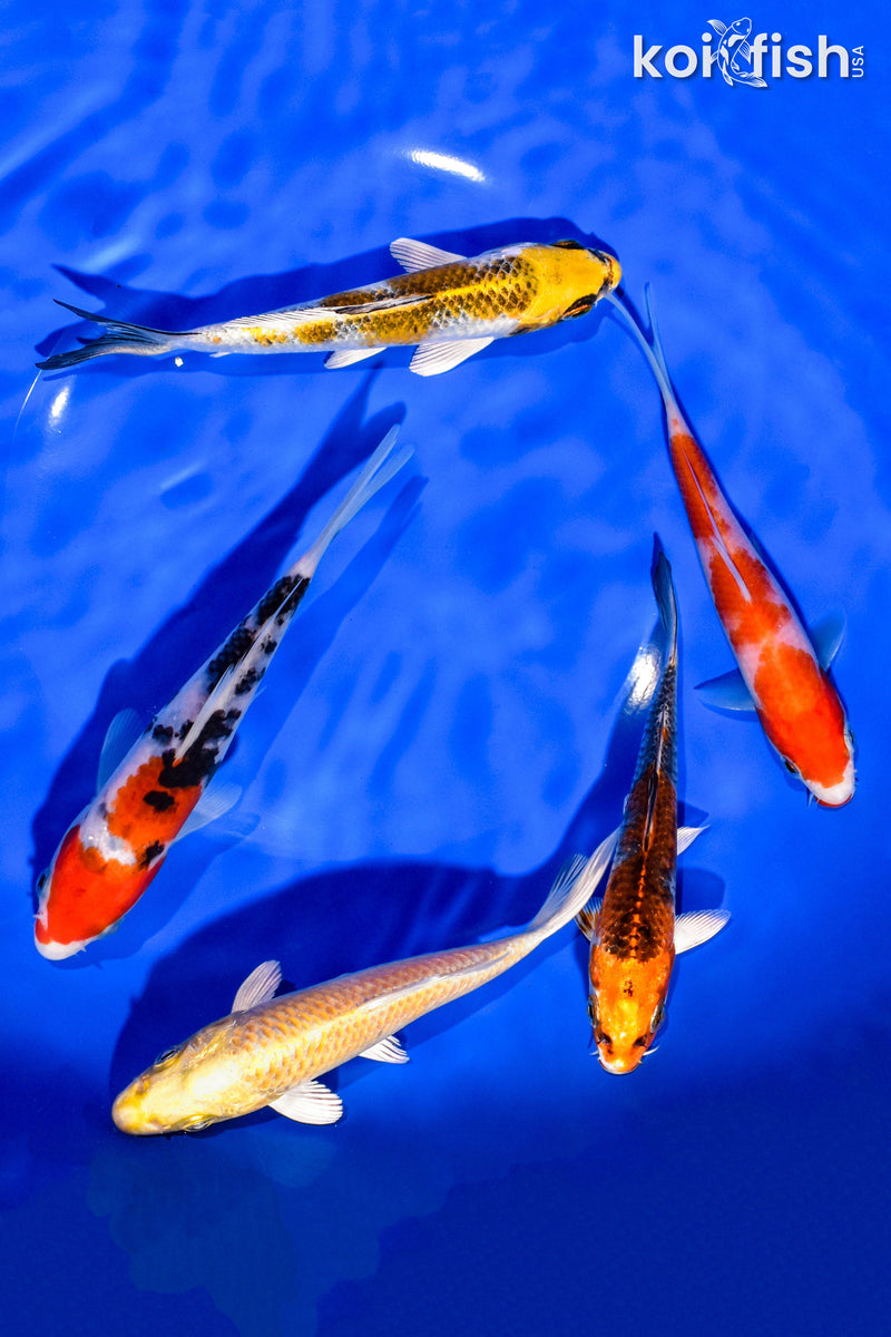 PACK OF (5) 5-6" STANDARD KOI