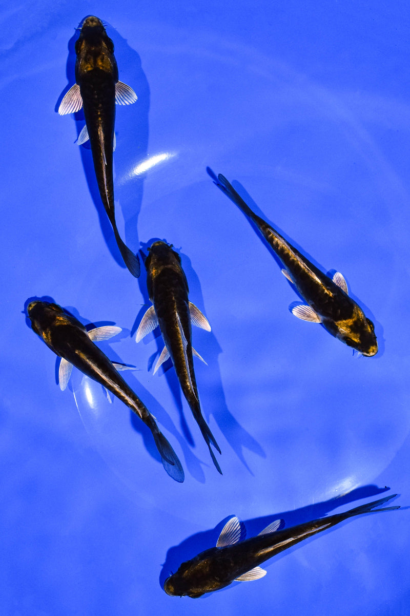 PACK OF (5) 4-5" STANDARD KOI