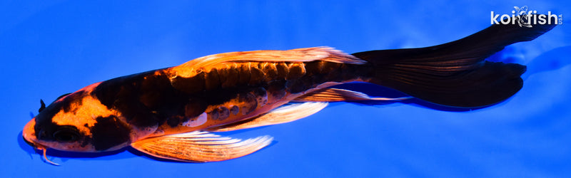 7" DOITSU ORENJI MATSUBA BUTTERFLY