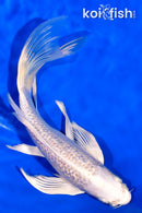 7.5" GINRIN PLATINUM OGON BUTTERFLY