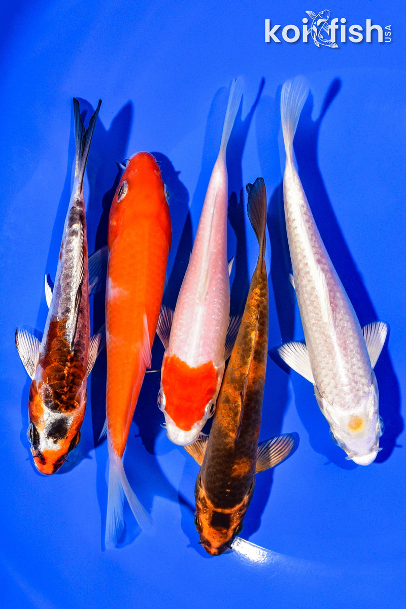 PACK OF (5) 4-5" STANDARD KOI