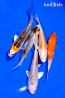 PACK OF (5) 3"- 4" STANDARD KOI
