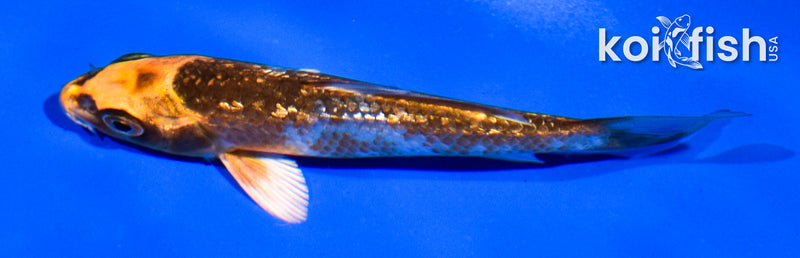 4" GINRIN BENI GINGA