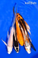 PACK OF (5) 5-6" BUTTERFLY KOI