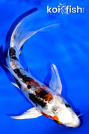 5.25" ARMOR SCALED HEISEI NISHIKI BUTTERFLY