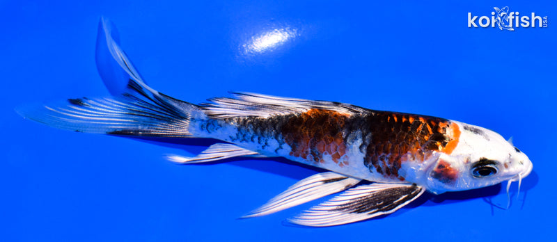5.5" YAMATO NISHIKI BUTTERFLY